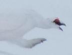 Lagopède alpin querelleur