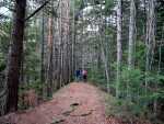 Sous bois en croupe en allant tranquillement sur Ovronnaz.