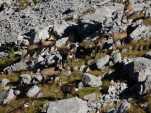 Un troupeau de chamois vu un peu plus globalement.