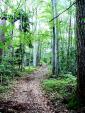 Montée au sommet du Plantour