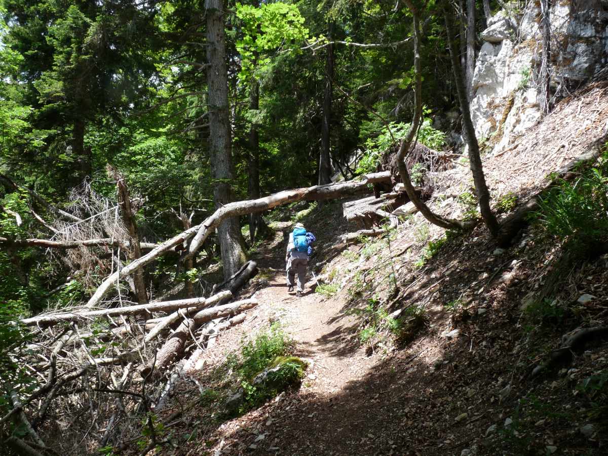 Un arbre écroulé améliore la photo du chemin