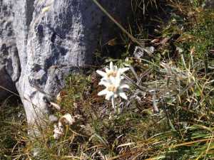 une edelweiss