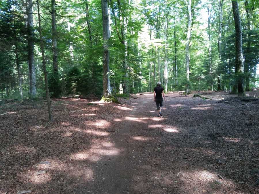 Bois de la Chapelle