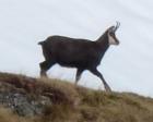 Chamois