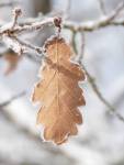 Feuille morte bordée de neige