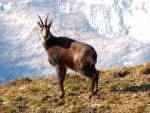 Chamois 2 en gros plan