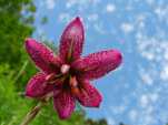 Fleur pourpre tachetée sur ciel partiellement éponyme.