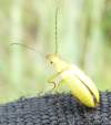 Un joli coléoptère jaune