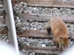 Le renard a compris que c'est plus facile sur la voie ferrée :)
