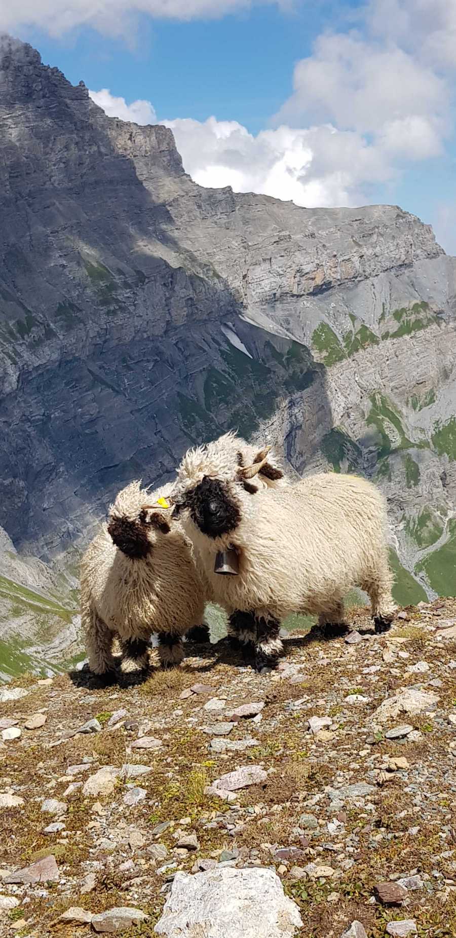 N. Moutons Barberine 1