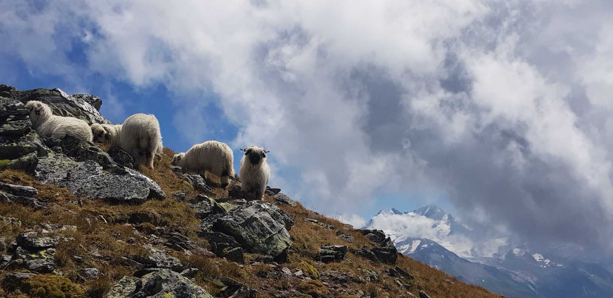 N. Moutons Barberine 2